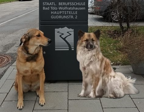 Hunde vor Briefkasten