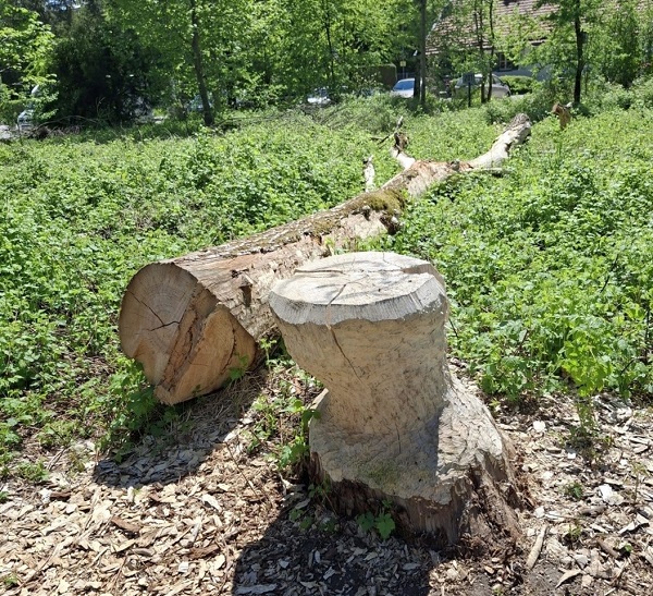 Baumstumpf und gefällter Baum
