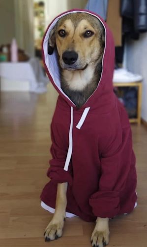 Hund mit Kapuzenpulli