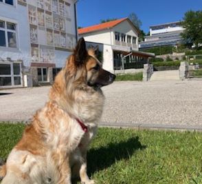 Hund von der Seite auf Rasen